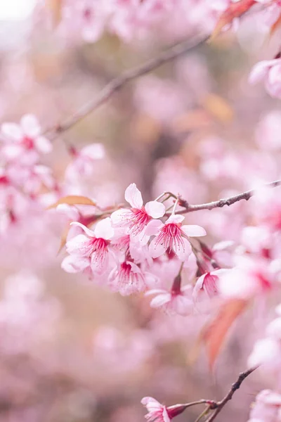 Arkaplanı Bulanık Olan Ağaçta Açan Pembe Kiraz Çiçeklerinin Seçici Odak — Stok fotoğraf