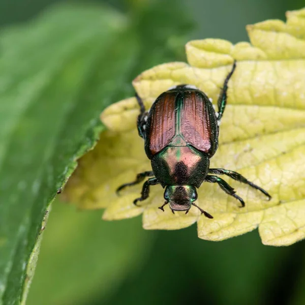 Macro Uno Scarabeo Verde Sulle Foglie — Foto Stock