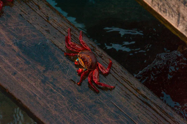 Denizin Üzerinde Ahşap Bir Geçitteki Sally Hafif Ayaklı Yengecin Yakın — Stok fotoğraf