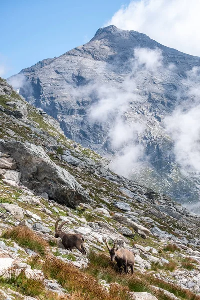 Las Cabras Ibex Alpinas Marrones Con Cuernos Largos Afilados Colina —  Fotos de Stock
