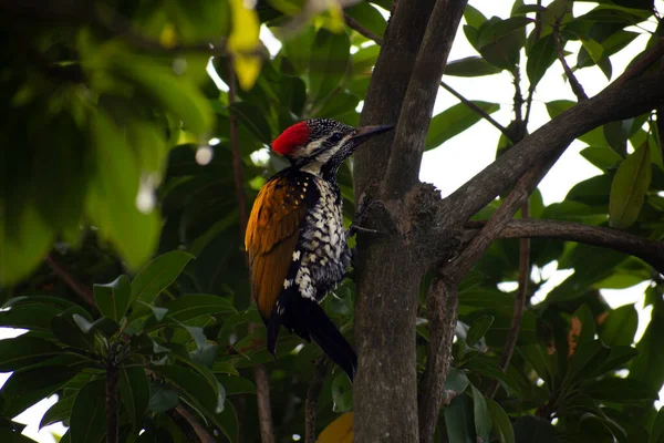 Pájaro Carpintero Apilado Gran Pájaro Carpintero Negro Nativo América Del — Foto de Stock