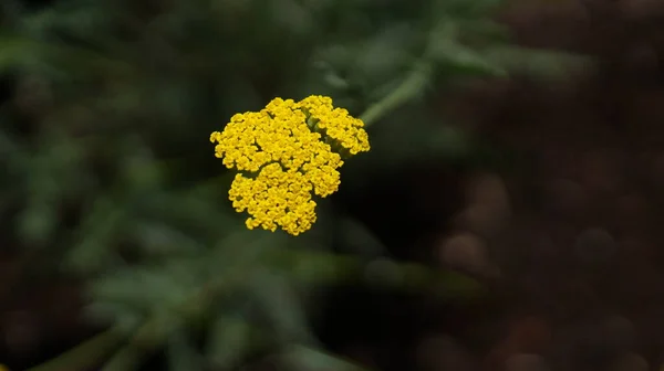Close Uma Flor Amarela Crescendo Natureza — Fotografia de Stock