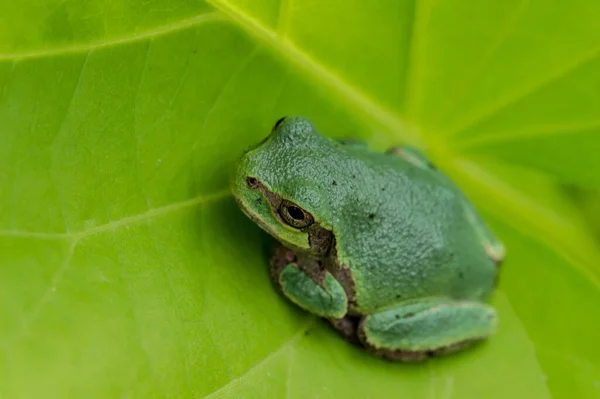 Plan Macro Une Grenouille Sur Feuille Verte — Photo