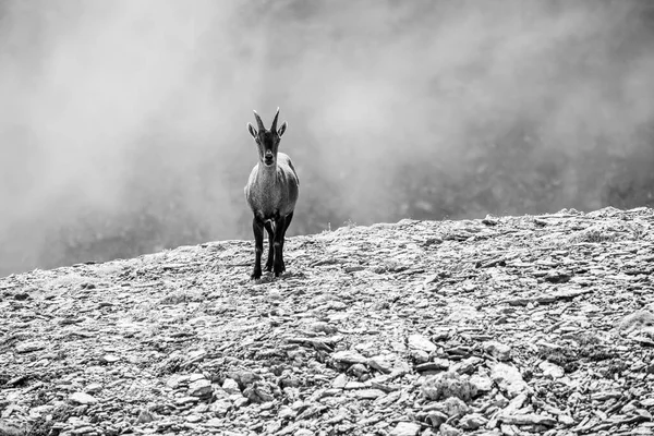 Grayscale Brown Chamois Goat Short Sharp Horns Rocky Mountain — Stock Photo, Image