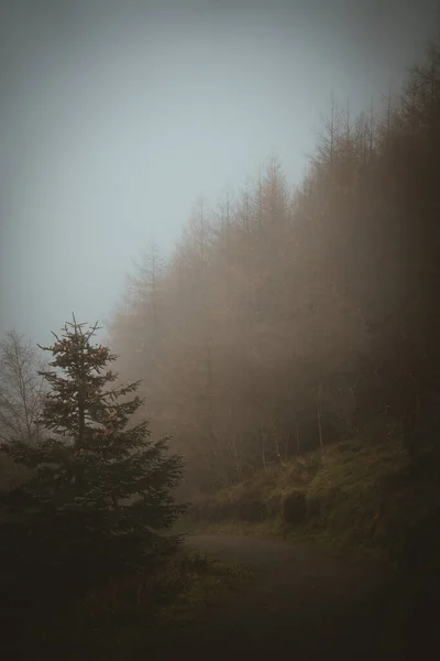 Гарний Портрет Туманного Лісу Ірландії — стокове фото
