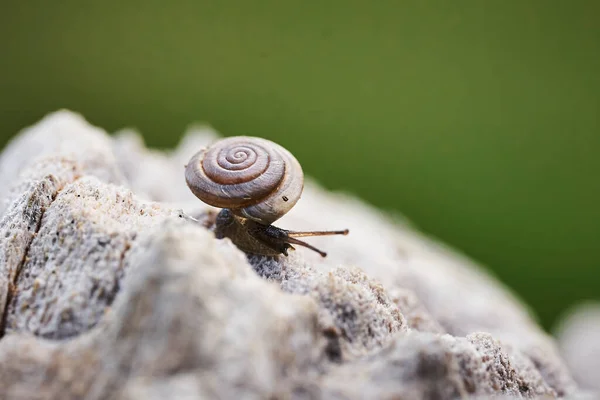 Focus Sho Macro Superficiale Una Lumaca Una Superficie Rocciosa Con — Foto Stock