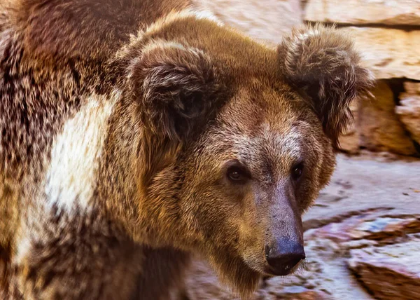 Egy Medve Közelsége Sétálás Közben — Stock Fotó