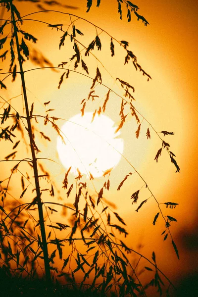 Una Silueta Plantas Contra Cielo Brillante Colorido Atardecer — Foto de Stock