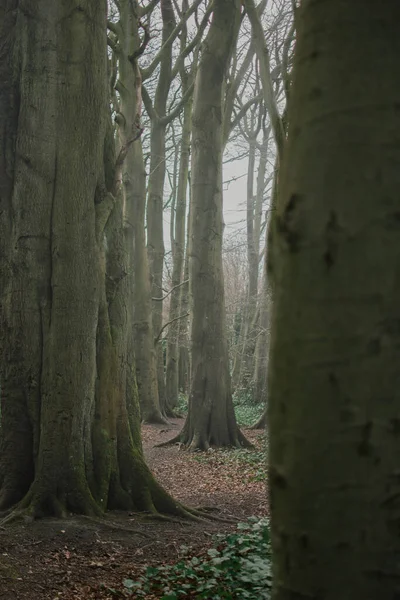 Uma Única Árvore Que Destaca Entre Outras Árvores Nevoeiro — Fotografia de Stock