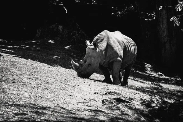 Ένα Γκρι Πλάνο Ενός Μεγάλου Ρινόκερου Που Περπατάει Ελεύθερα Στο — Φωτογραφία Αρχείου
