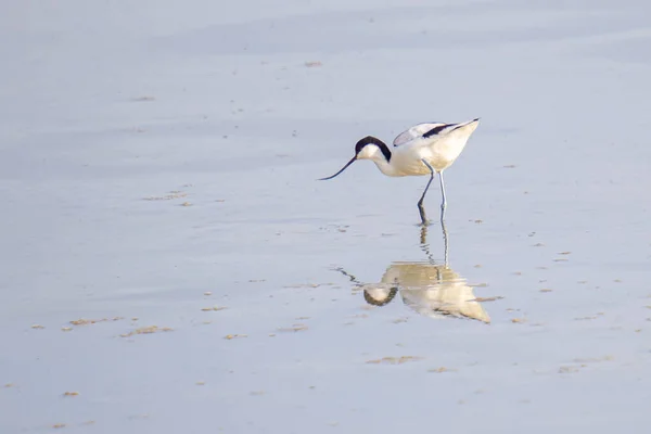 Avocet Pied Recurvirostra Avosetta Wading Água — Fotografia de Stock