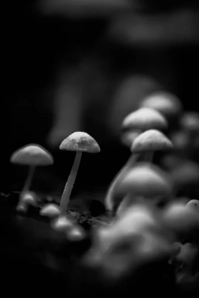 Vertical Shot Mushrooms Grayscale — Stock Photo, Image