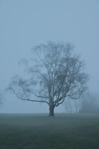 Вертикальний Знімок Дерева Туманний День — стокове фото