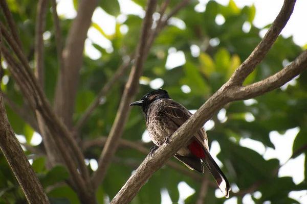 Bulbul Lekki Pycnonotus Sinensis Gatunek Ptaka Rodziny Bulbul Występujący Środkowej — Zdjęcie stockowe