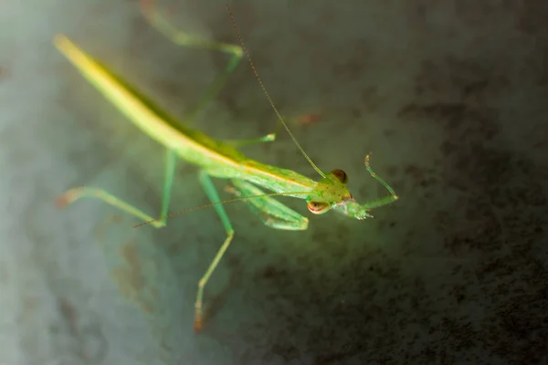 Een Oppere Bezichtiging Shot Van Nieuw Zeeland Mantis Insect — Stockfoto