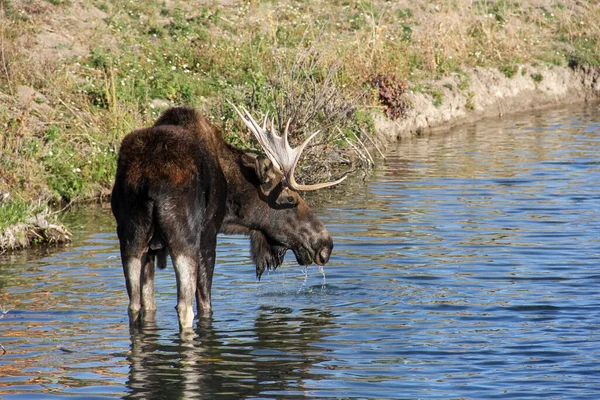 Closeup Moose Standing Water — Stock Photo, Image