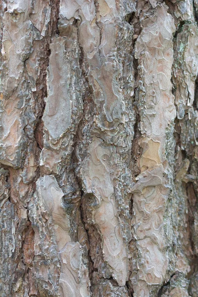 ざらざらした木の質感の垂直ショット — ストック写真