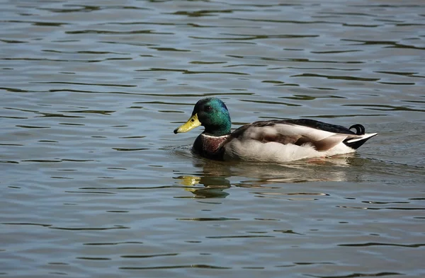 一只雄性野鸭在湖中游泳的风景 — 图库照片
