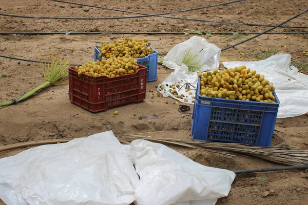 Yellow Dates Bunches Plastic Baskets — Stock Photo, Image