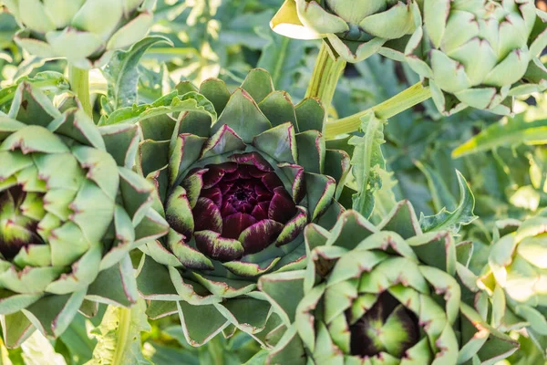 Een Close Van Artisjok Patroon — Stockfoto