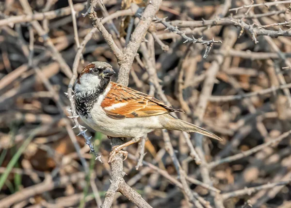 Sparrow Rustend Een Bush Boom Etenswaar — Stockfoto