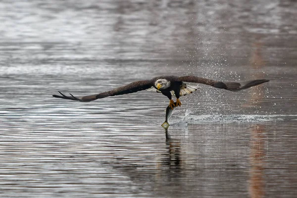 Лисий Орел Спійманою Рибою Пролітає Над Річкою Темза Норвічі Штат — стокове фото