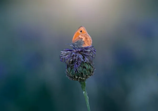 Una Mariposa Sentada Una Planta —  Fotos de Stock