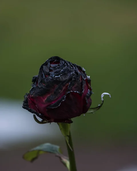 Uma Rosa Vermelha Queimada Ambiente Natural — Fotografia de Stock