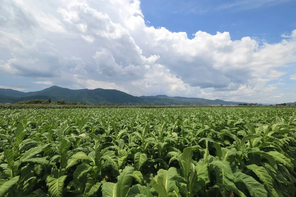 Een Zomer Veld Yunnan Provincie China — Stockfoto