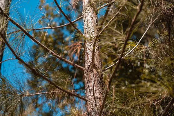Ormandaki Pinus Pseudostrobus Ağacı — Stok fotoğraf