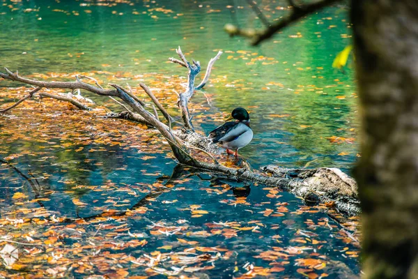 Wild Duck Lake Daytime — Stock Photo, Image