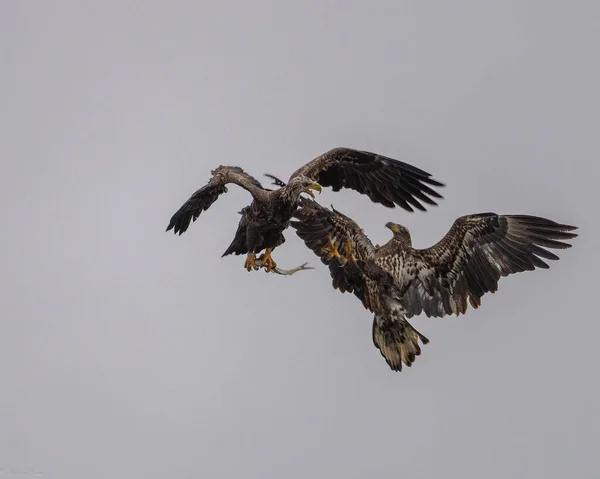 Лысый Лебедь Haliaeetus Cohalus Норвиче Штат Коннектикут — стоковое фото