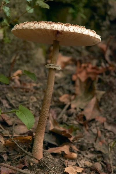 Крупный План Parasol Mushroom Macrolepiota Procera Лесу — стоковое фото