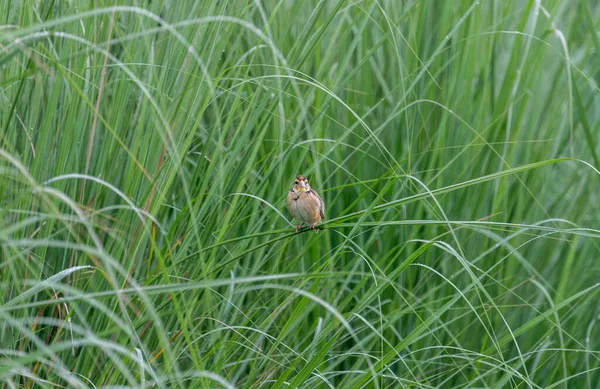 Weaver Oiseau Dans Champ Herbe Reposant Sur Herbe — Photo