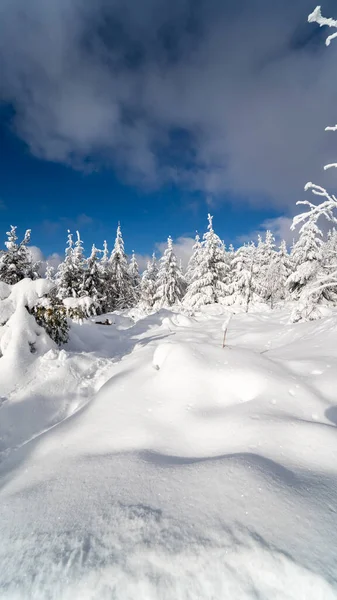 Vertikální Záběr Vysoké Jedle Pokryté Sněhem Černém Lese — Stock fotografie