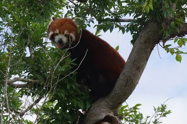 Ein Schöner Roter Panda Auf Einem Baum Lebensraum Zoo — Stockfoto