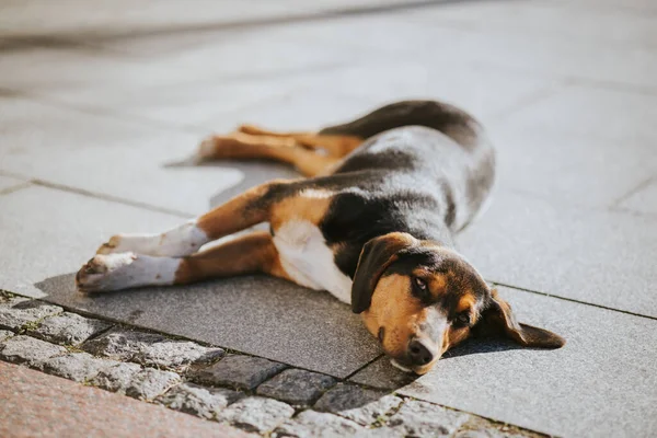在阳光灿烂的日子里 一只美丽可爱的懒狗躺在地上的特写镜头 — 图库照片