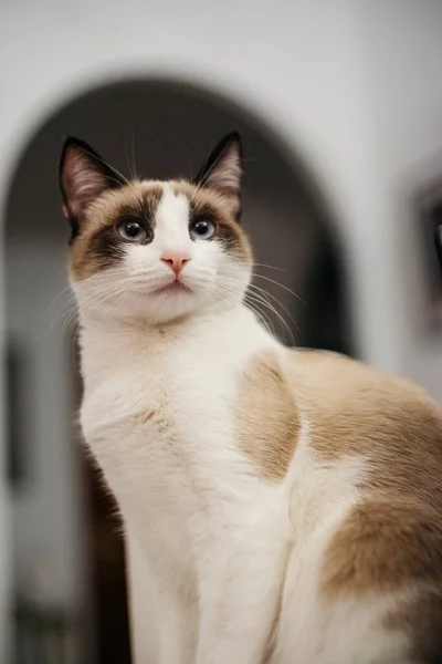 Disparo Vertical Lindo Gato Marrón Blanco Con Ojos Azules Mirando —  Fotos de Stock