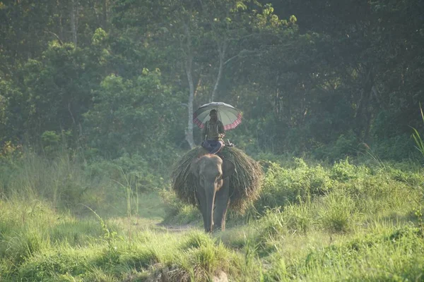 Homem Nepalês Montando Elefante Usando Elefante Para Trabalho — Fotografia de Stock