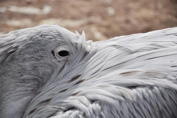 Closeup Photo Dalmatian Pelican Water — Stock Photo, Image