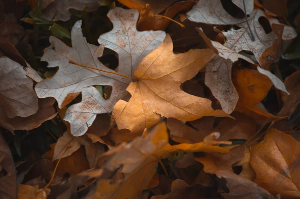 Крупный План Сухих Осенних Листьев Земле — стоковое фото