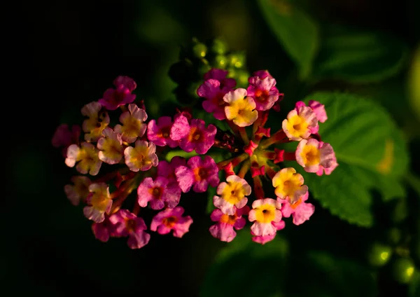美しいカラフルな花のクローズアップショット — ストック写真