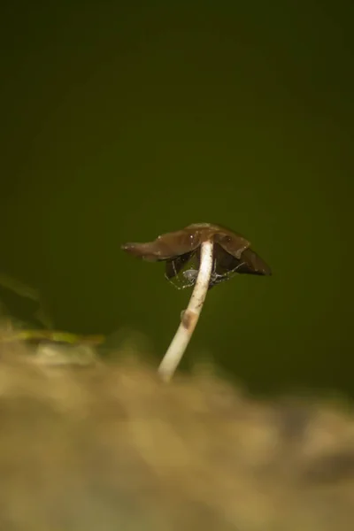 Nahaufnahme Eines Wachsenden Pilzes Wald — Stockfoto