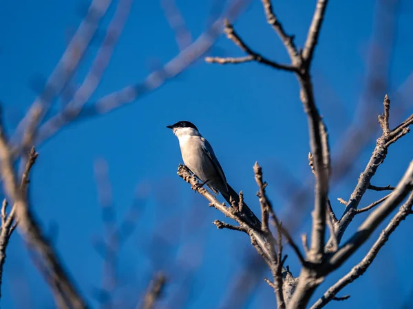 一只蓝色的小喜鹊的特写镜头 栖息在蓝天的光秃秃的树枝上 — 图库照片