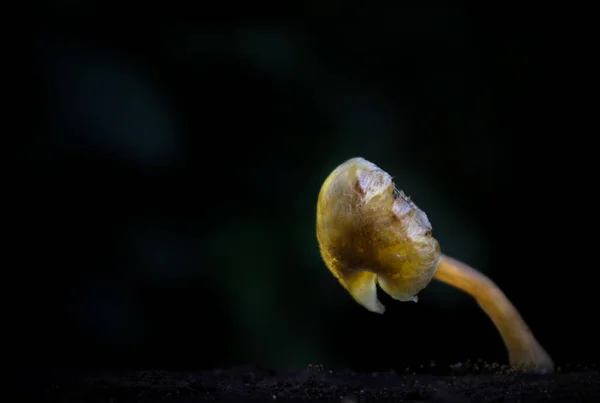 Detailní Záběr Rostoucí Houby Lese — Stock fotografie