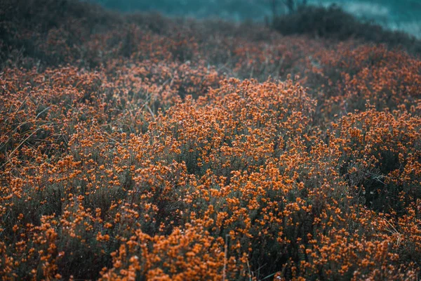 Μια Επιλεκτική Λήψη Πορτοκαλιού Ένα Βουνό — Φωτογραφία Αρχείου