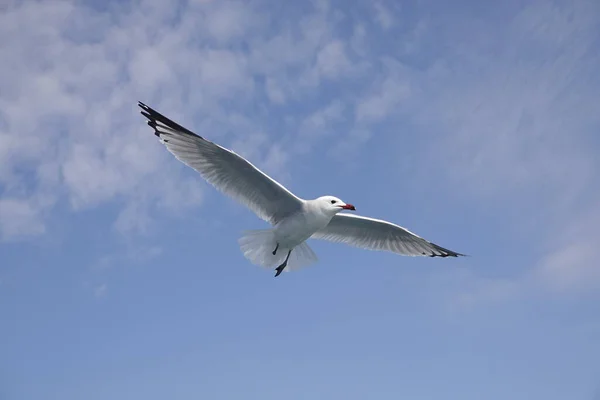 Середземноморський Чайок Літає Голубому Небі — стокове фото