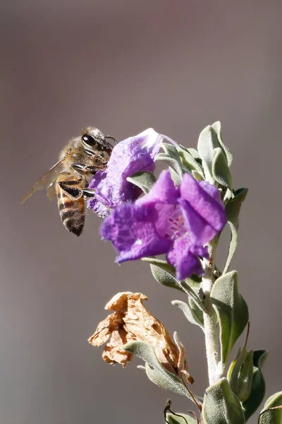 Ein Vertikaler Selektiver Fokus Einer Biene Die Eine Lila Blume — Stockfoto