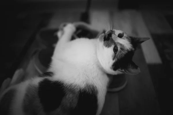 Egy Szürkeárnyalatú Felvétel Egy Cuki Macskáról Aki Otthon Papucsban Játszik — Stock Fotó