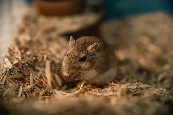 Gros Plan Une Souris Mignonne Sur Herbe Sèche — Photo